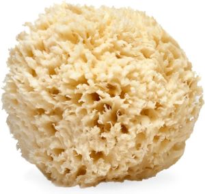 LATHER - Natural Sea Wool Sponge 5-6" - Organic Exfoliating Body Scrubber - Soft Gentle Cleansing - Hypoallergenic - All Skin Types - Florida Natural Loofah Sponge - Cruelty Free - Beauty & Skincare