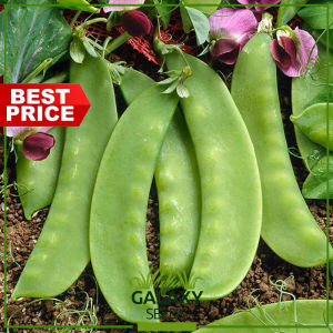 "GalaxySeeds" Premium Snow Peas Seeds (5 Seed) – Sweet Crunchy & Homegrown Perfection for Planting Vegetables Plant F1
