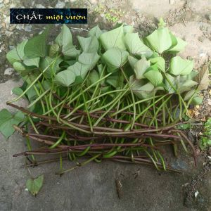 Combo 10 dây khoai lang giống siêu củ/siêu đọt (10 cây giống đỏ/xanh dài ~35cm)