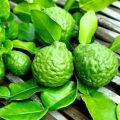 Trái chúc, trái chanh thái, kaffir lime fruit 1kg có đơn mới hái. 