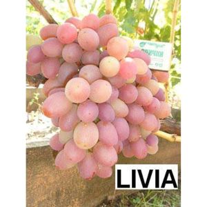 Bibit Tanaman Buah Anggur Import Jenis Livia