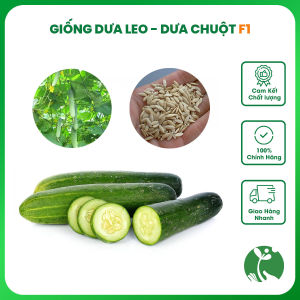 Hạt giống Dưa leo (Dưa chuột) F1 - Gói 0.5gr - Tỉ lệ nảy mầm >90% - Trồng quanh năm