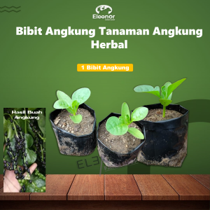 Bibit Angkung Tanaman Angkung Herbal