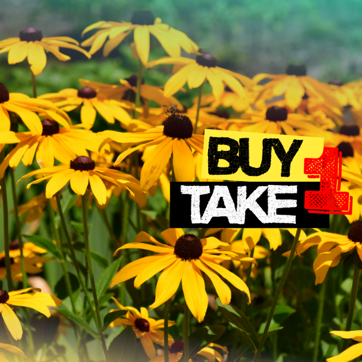 Black%20Eyed%20Susan%20Flower%20Seeds%20Rare%20Flower%20Seeds%20Heirloom%20Flower%20Seeds%20Organic%20Seeds%20Rudbeckia%20Seeds%20for%20Planting%20Rudbeckia%20Seeds%20for%20Gardening%20-%20Image%202