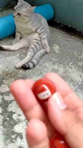 แจสเปอร์สีแดง | Red Jasper สีแดง ดาวเสาร์ ขนาด 20 18 mm