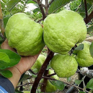 Bibit Tanaman Jambu Kristal Putih Non Biji Termurah