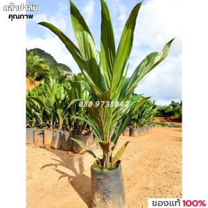 พันธุ์ปาล์ม ยังกัมบิ ML161 (Yangumbi ML161) รุ่น 8เดือน โทร 080 9738042