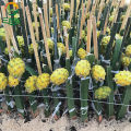 [Easy To Grow In Malaysia] Pitaya Seeds Dragon Fruit Seeds for Planting (Mixed 200 Seeds) Balcony Potted Yellow Dragon Fruit Plant Seeds Dwarf Fruit Plants Red Dragon Fruit Seedlings Home Garden Seeds Bonsai Tree Live Plant Real Plants Benih Pokok Buah. 