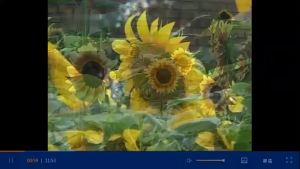 Multi-Headed Sunflower Multi-Headed Ornamental Balcony Potted Plant Outdoor Courtyard All-Season Easy-to-Grow Sunflower
