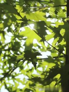 Supor One-Person Small Rice Cooker Mini Single Rice Cooker 1.2l-1.6l Two-Person Rice Cooker YA622A