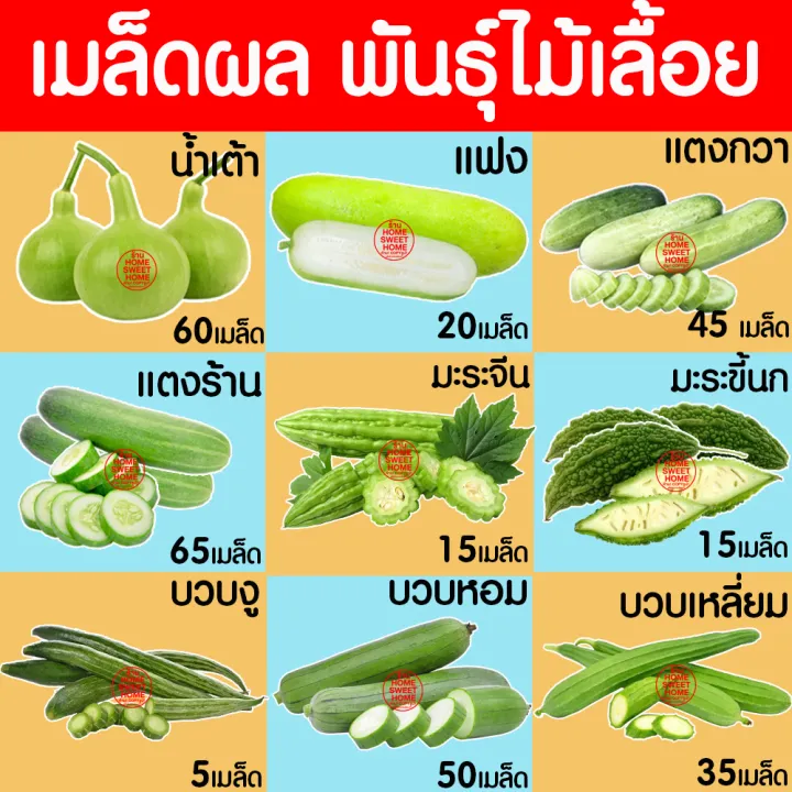 6 อันดับ เมล็ดแตงกวา ยี่ห้อไหนดี? ปลูกง่าย ลูกดก เก็บเกี่ยวไว อัปเดตปี 2025