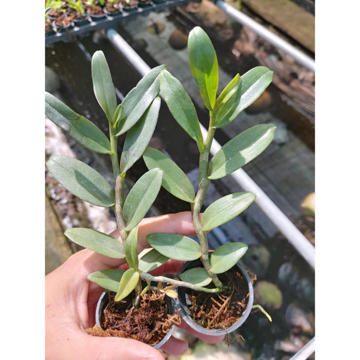 Hoa%20Lan%20Gi%E1%BA%A3%20H%E1%BA%A1c%20Phi%20%C4%90i%E1%BB%87p%20Ch%E1%BB%9Bp%20M%E1%BB%B9%20Gi%E1%BB%91ng%20N%C4%83m%202%20-%20Image%203