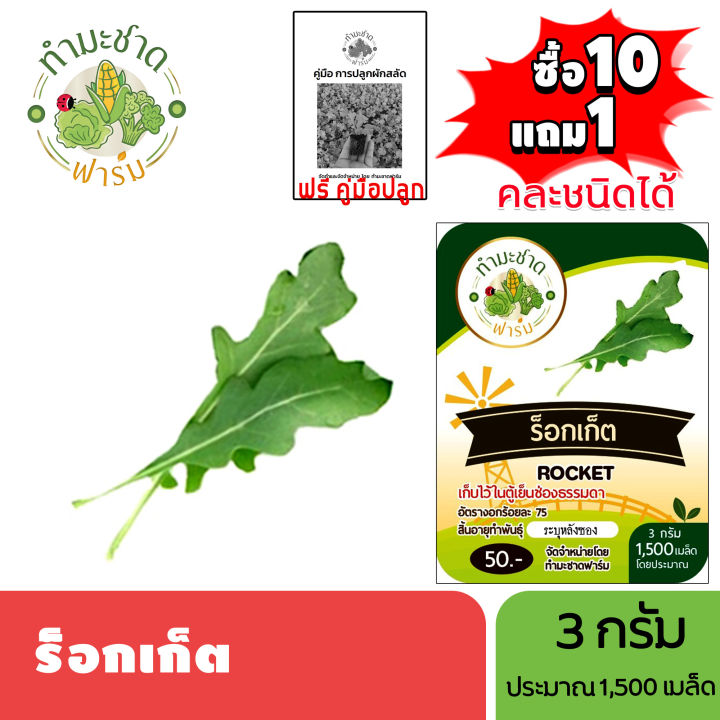 5 อันดับ เมล็ดพันธุ์ร็อคเก็ต ยี่ห้อไหนดี? อัปเดตปี 2026 สำหรับคนรักผักสลัด