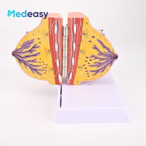 Human Female Quiescent Breast Anatomy Model Gynecological Teaching Display Human Model