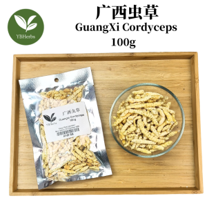 广西虫草 100g Guangxi Cordyceps 地蚕 草食蚕 土冬虫草 Chinese Artichoke Chong Cao Cong Cao