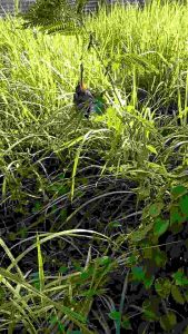 JARING BURUNG10 PERKUTUT JARING BURUNG KUTUT JARING BURUNG PERKUTOT JARING BURUNG KUTOT JARING PERKUTUT JARING NILON JARING BURUNG PERKUTUT JARING MURAH JARING PERKUTUT MURAH JARING 2 INCI JARING 2 IN JARING MURAH JARING SIAP PAKE JARING BURUNG BESAR JALA