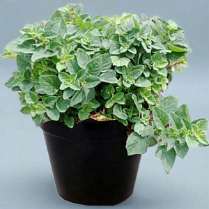 tanaman daun herbal oregano tanaman herbal green