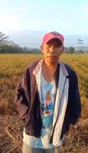 Potassium Humate 500 gam /palay/ corn / mais/ sugarcane/ ricefield / fruits and Vegetables