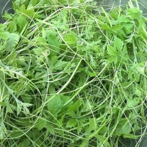 1kg Dây - lá khổ qua rừng khô - Dây - lá khổ qua rừng khô