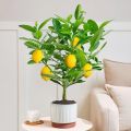 [Fast Growing] Edible Bonsai Lemon Seeds Dwarf （15 Seeds）rare Lemon Fruit Seeds for Planting Fruit Plants Seeds Finger Lime Seeds Heirloom Lemon Tree Seeds Fresh Bonsai Seeds for Planting Vegetable Plants Seedlings Fruit Trees Indoor Plants Real Plants. 