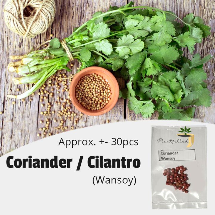 [Plantfilled] Coriander / Cilantro / Wansoy Herbs Seeds Vegetable