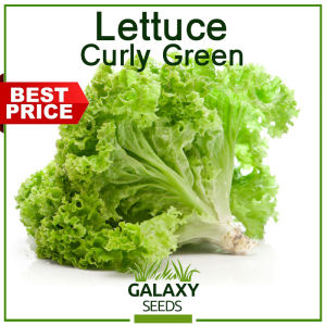 "GalaxySeeds" Lettuce Seeds for Planting Vegetable Plants (100 Seed) Including fertilizer - Curly Green Letsugas