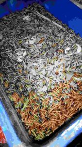 Ulat Jerman 100 Gram: Pakan Berkualitas Tinggi untuk Hewan Peliharaan