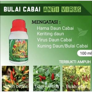 Obat Bulai Cabai Organik Atasi Daun Keriting Karena Virus Gemini