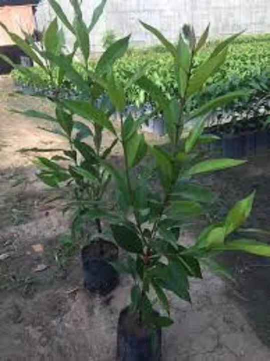 c%C3%A2y%20l%C3%A1%20v%E1%BB%91i%20n%E1%BA%BFp%20gi%E1%BB%91ng%20-%20Image%201