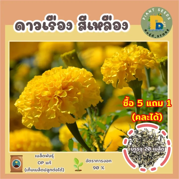 เมล็ดพันธุ์ดอกดาวเรืองสีเหลือง ปลูกง่าย โตไว