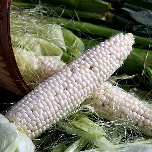 เมล็ดพันธุ์ข้าวโพดข้าวเหนียวเทียนขาว คลาสสิก