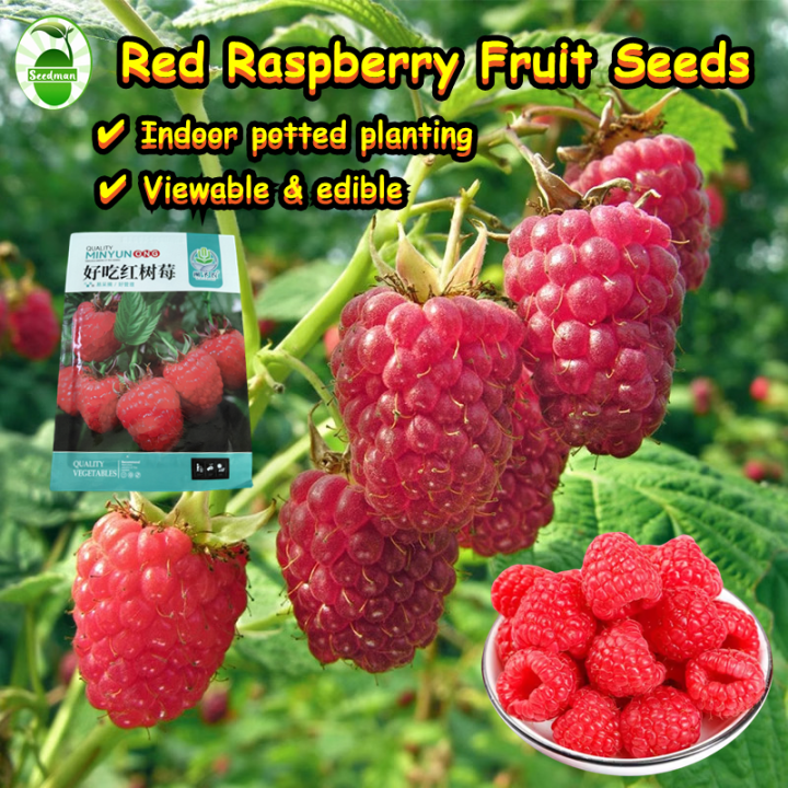 Fresh Raspberry Fruit Seeds (200 pcs/pack) Bonsai Raspberry Seeds for ...