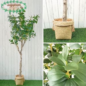 Pohon Artificial Pohon Kacang T130 & T170 Latex Pot Dasar Hitam Cover Purun Handle Hiasan Ruang Tamu