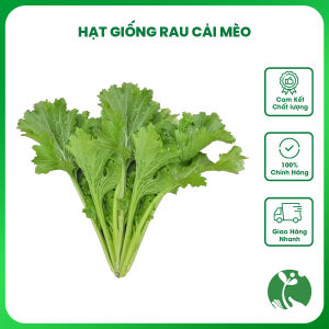 Hạt giống rau Cải mèo Hà Giang (Cải mèo Tây Bắc) - Gói 20gr - Tỉ lệ nảy mầm >90% - Trồng quanh năm