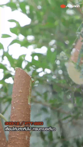 PUMPKIN พัมคิน เลื่อยโค้งตัดกิ่งไม้ทรงตะขอ PTT-HPS (33312) ราคา 2 ตะขอ PTT-2HPS (33313)