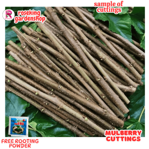 MULBERRY PLANTS Cuttings Illinois Variety – Fresh Cuttings with freebies na rooting powder and ready na itatanim nalang.