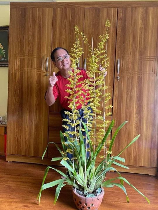 Hoa lan vũ nữ mật ngọt