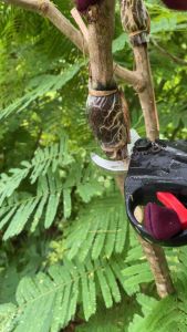 กิ่งชะอม(หนามน้อย)ราคากิ่งละ 9 บาท จำนวน 20 กิ่ง ตัดเเล้วส่งเลยไม่มีค้าง