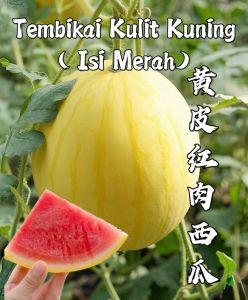 Biji Bernih Tembikai Kulit Kuning Manis(10 seeds)/黄金西瓜籽/Sweet Golden Watermelon Seeds