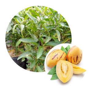 Selamat Datang Ditoko Kami Bibit Buah Pepino Kuning Buah ini Dari Amerika Buah Pepino Adalah Buah Asli Andes Amerika Selatan karena rasa dan teksturnya yang mirip dengan melon dan mentimun. Buah ini memiliki berbagai manfaat kesehatan