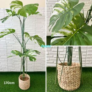 Pohon Artificial Tanaman Hias Monstera Variegata T170 & T190 Cover Eceng Gondok Pajangan Dekorasi Ruang Tamu