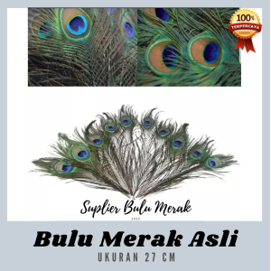 Bulu Merak 40 cm ( Isi 5 Buah)
