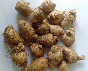 Kunyit Biang segar 1 Kg