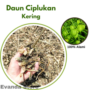 Daun ciplukan daun cecendet rempah kering kualitas premium