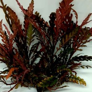 Hygrophila Pinnatifida Full Air Tanaman Aquascape - Tanaman Air Tinatifida Full Air - Tanaman Hiasan Aquarium