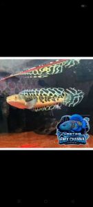 Yellow Sentarum Batik 4-5inci bar 9999