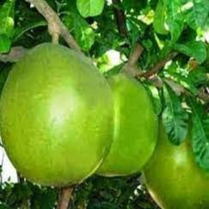 Buah Maja Terbaik: Berat 2-3 Kg, Kenikmatan Buah yang Menggugah Selera!