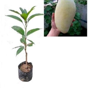 Bibit Tanaman Pohon Mangga Kiojay Murah/Tanaman Pohon Mangga kiojay Hasil Okulasi Cepat Berbuah