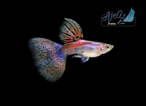 🐟Ajelis Guppy🐟 Red Grass Guppy 红草孔雀鱼 - Aquarium Ornamental Fish Tuxedo Guppy Ikan Hiasan 孔雀鱼 大尾巴 三角尾 草尾