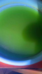 หัวเชื้อ น้ําเขียว คลอเรล่าเข้มข้น ขนาด600ml 3ขวด